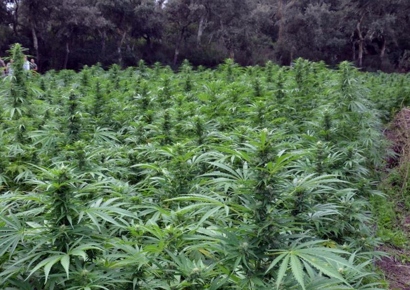 Ottanta piante di canapa nel giardino di casa 