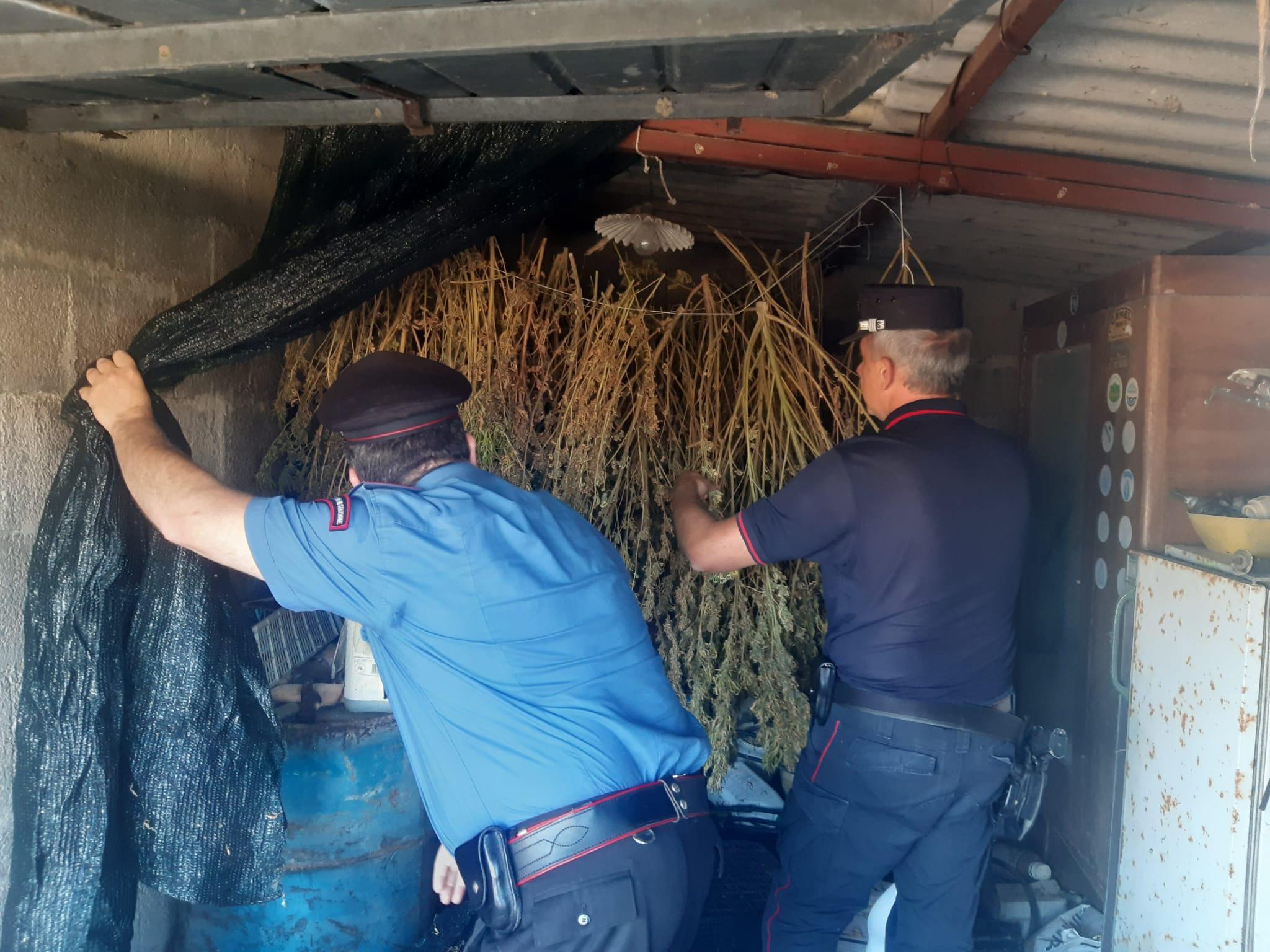 Uno degli spazi nell'azienda di Braccagni dove si coltivava marijuana