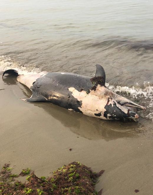 Carcassa di delfino in spiaggia