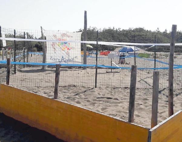 Dal nido verso il mare Nati 16 tartarughini Attese nuove schiuse