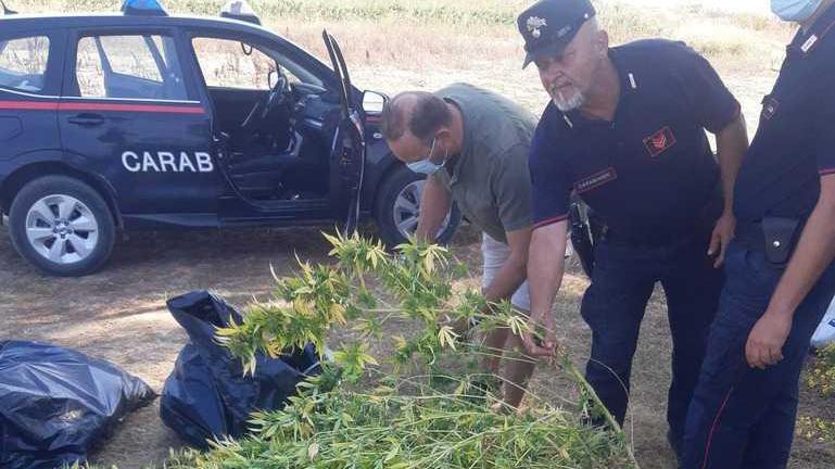 Droga messa a essiccare nel pollaio Blitz nell’azienda agricola, un arresto