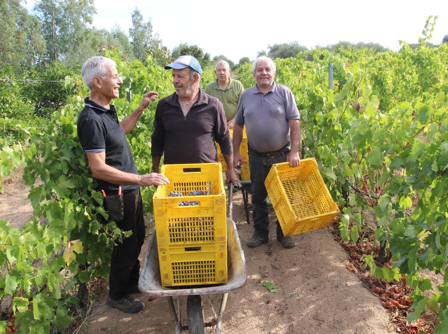 «Poca e di grande qualità» in moto l’esercito dell’uva 
