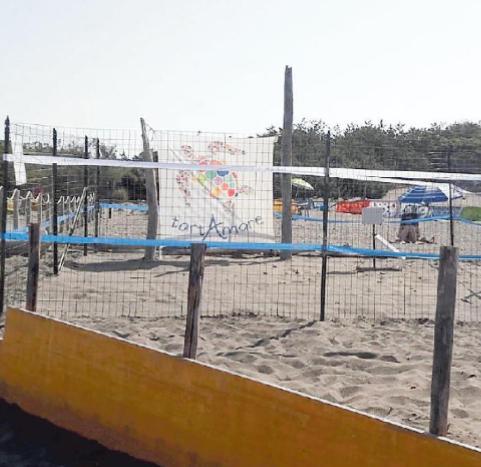 Finite le schiuse, 47 i nati di tartaruga Caretta caretta