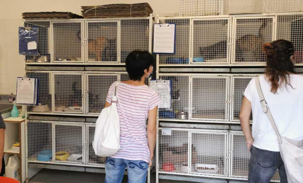 L’Enpa è ancora in cerca di una sede a uso gratuito