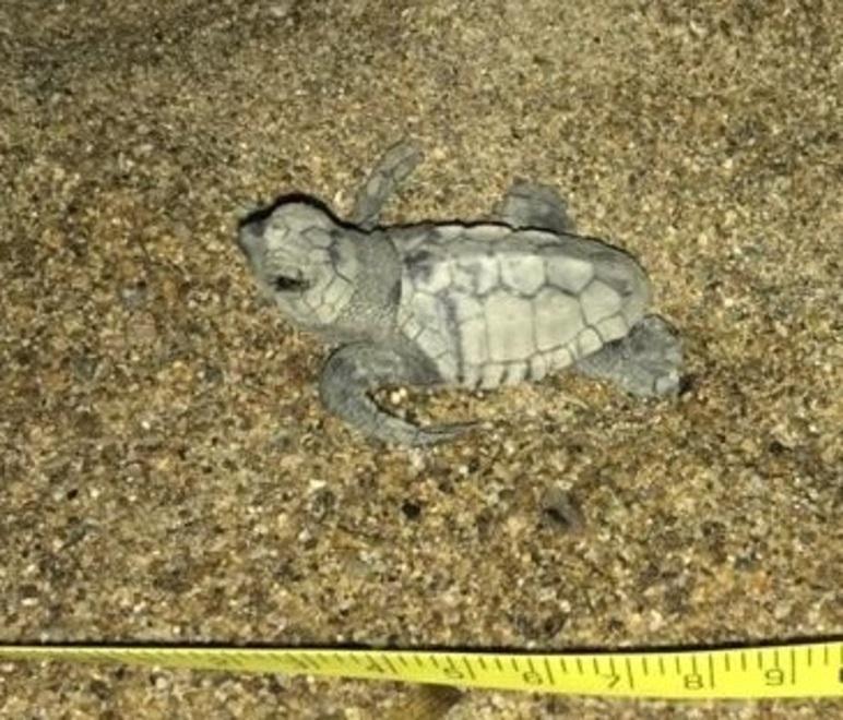 Morcone è una “tarta spiaggia”: altre tre nascite 