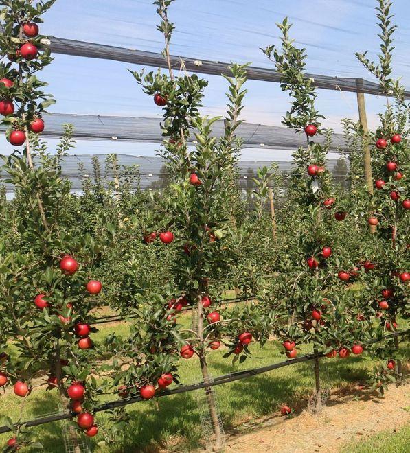 Il consorzio vivaisti in vetrina a Madrid Le ultime novità al Fruit attraction 