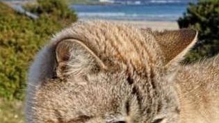 Sterilizzazione dei gatti