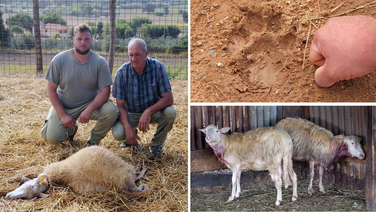Nella fotografia grande, da sinistra, Simone e Mauro Seravalle davanti a una delle loro pecore morte. In alto a destra una delle orme lasciata da un lupo a pochi passi dalla stalla nella collina sopra Baratti
In basso a destra due pecore ferite (foto Paolo Barlettani)