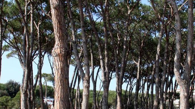 Chi ha la “borsa lavoro” si occuperà dei parchi
