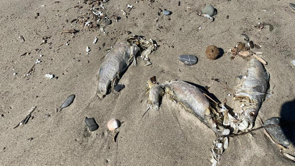 Decine di pesci morti sulla spiaggia di Perelli