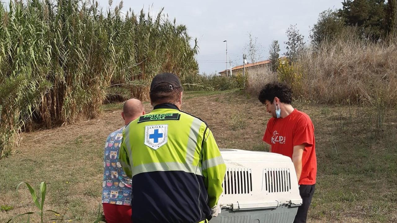 I volontari mentre portano via il cinghiale