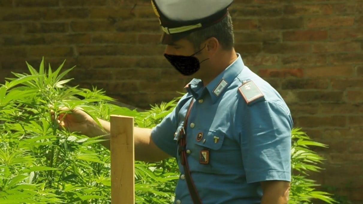 Piantagioni domestiche di cannabis a Monserrato e Perdaxius: un arresto e una denuncia 