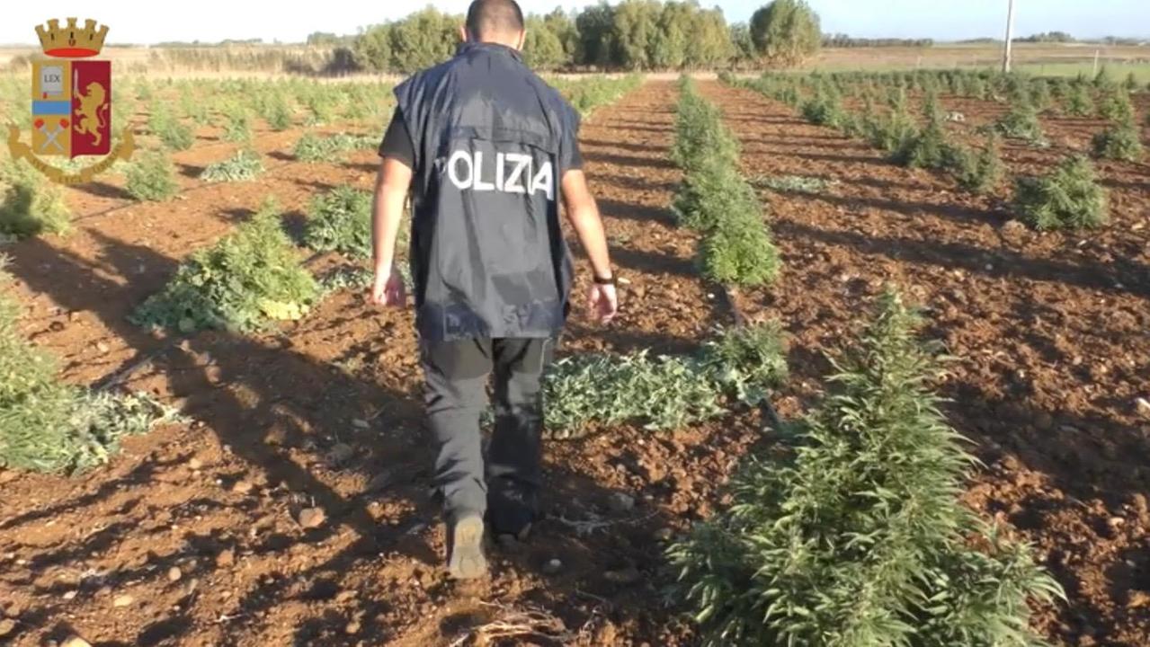 Villasor, la polizia scova una piantagione di marijuana