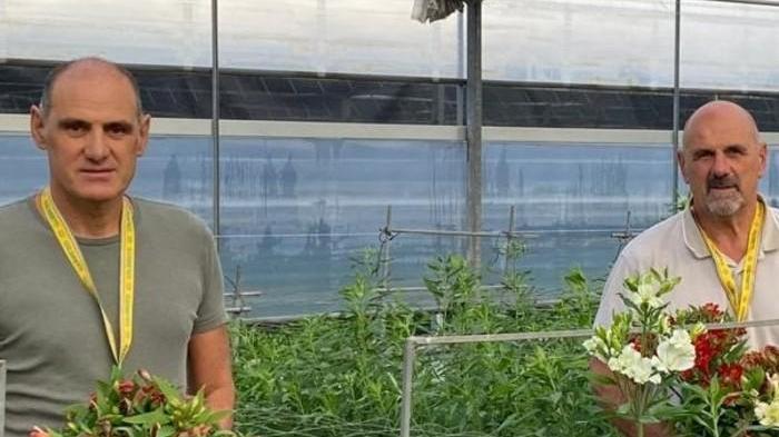 L’astromelia si produce a Lucca e non causa emissioni nocive