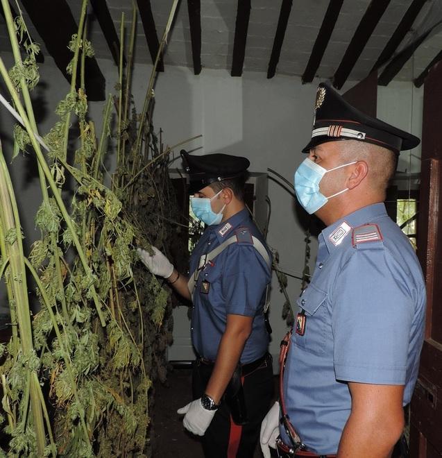 Quattrocento piantine di marijuana nel casolare