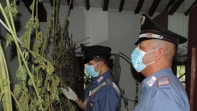 Quattrocento piantine di marijuana nel casolare