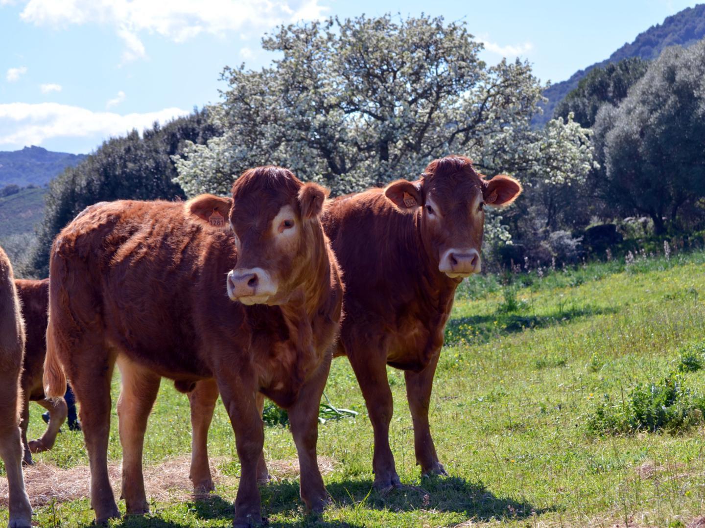 Sua maestà il bovino sardo 