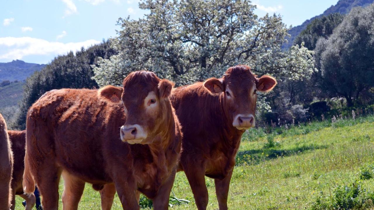Sua maestà il bovino sardo