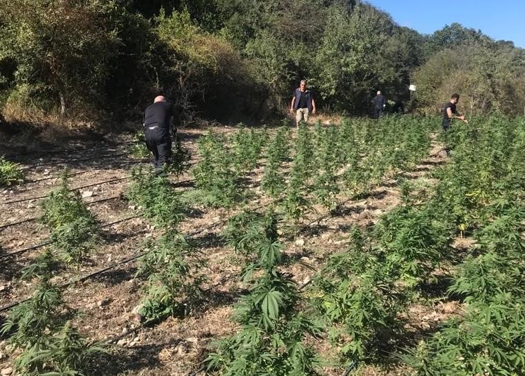 Tremila piante di marijuana nel bosco 
