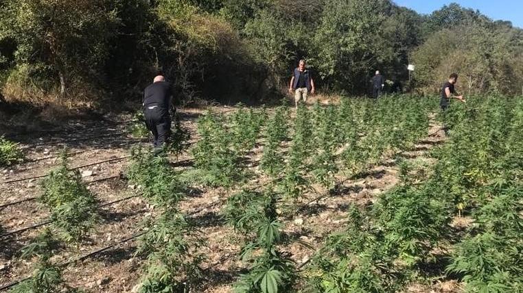 Tremila piante di marijuana nel bosco 