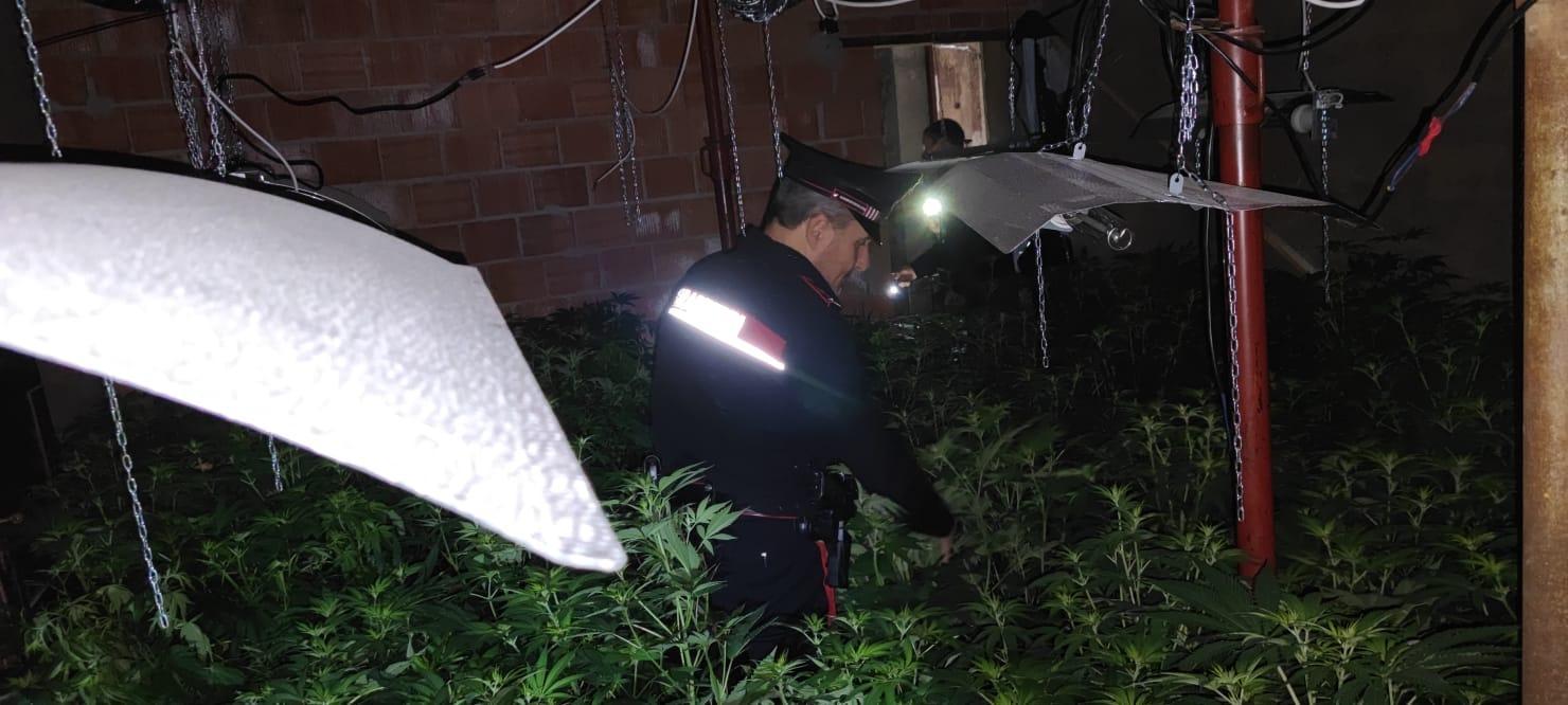 Scoperta una coltivazione di cannabis all'interno di un capannone a Marginone
