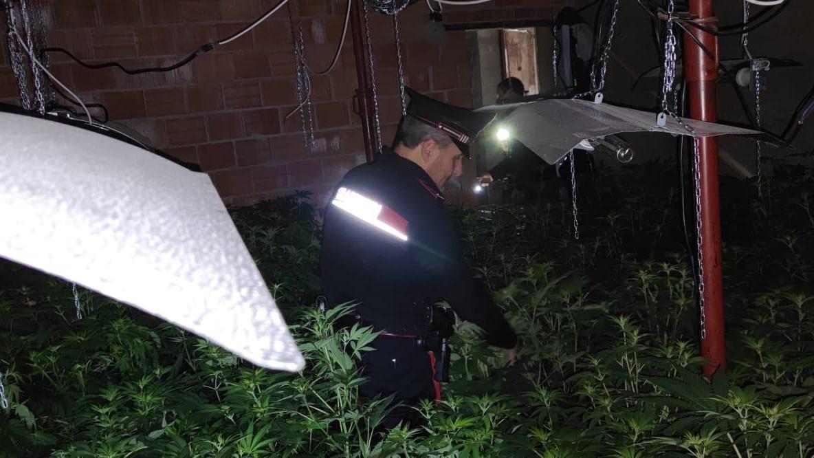 Scoperta una coltivazione di cannabis all'interno di un capannone a Marginone