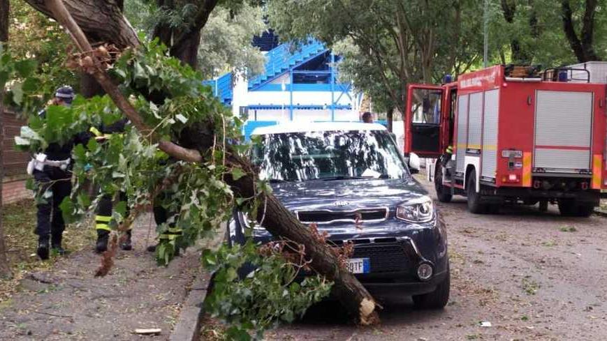 Ramo caduto in via Fortezza