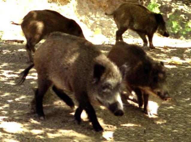 Troppi cinghiali, via agli abbattimenti 