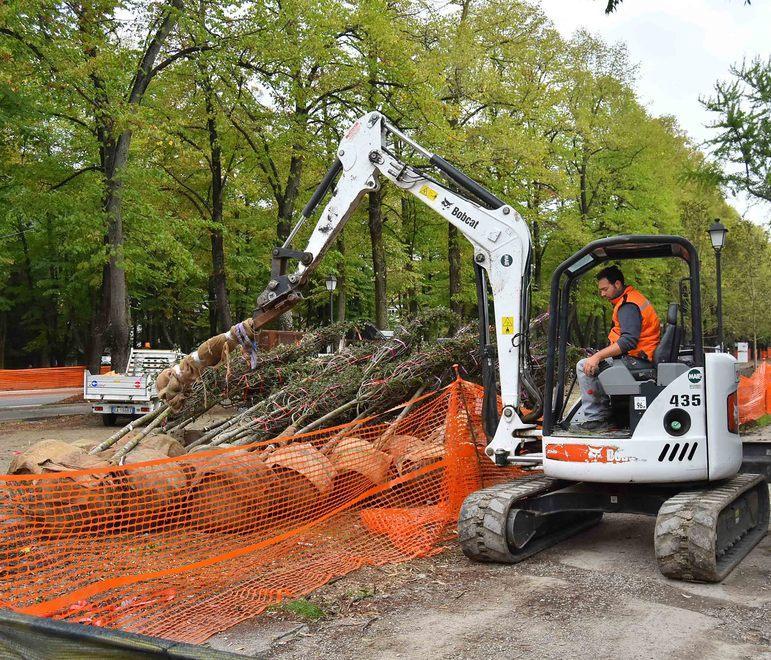 Piantati in viale Umberto I i primi quaranta nuovi alberi 