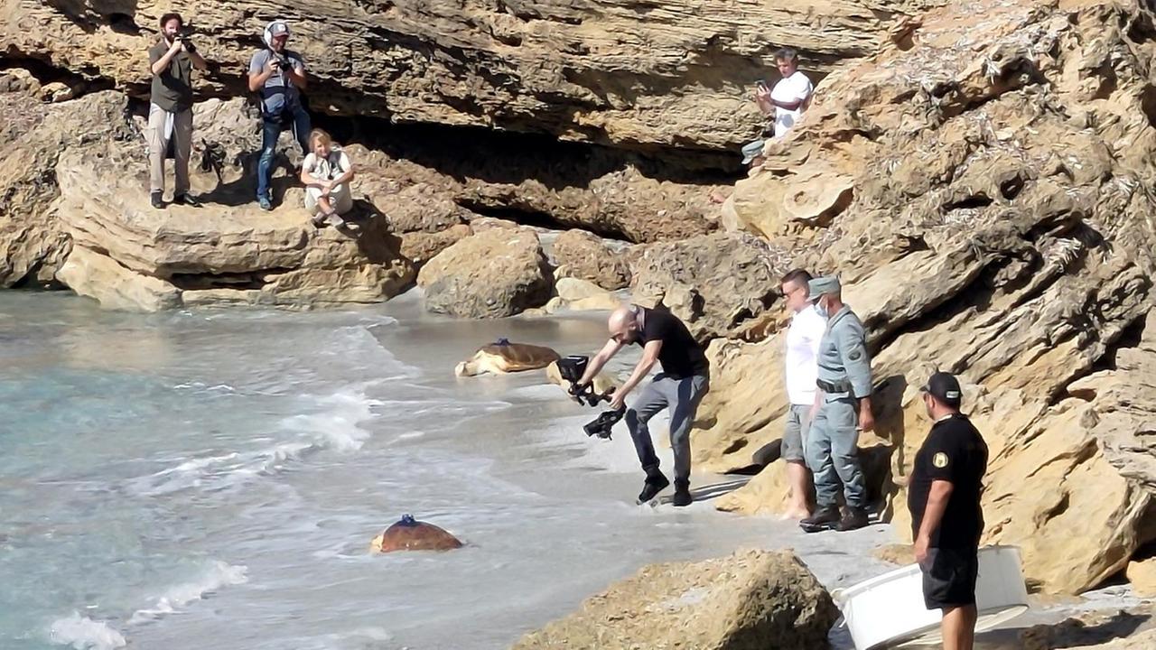 Quattro tartarughe ritrovano il mare