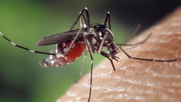 Virus del West Nile a Ozieri e Alghero 