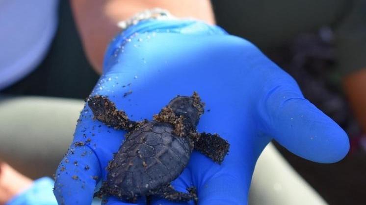 Morcone, spiaggia record: sono nate 72 tartarughe, nessuno meglio in Toscana 