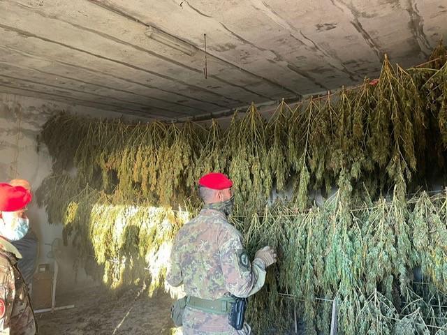 Nell'ovile 955 piante di marijuana, due arrestati a Jerzu 