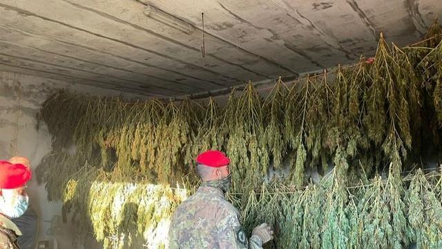 Nell'ovile 955 piante di marijuana, due arrestati a Jerzu 