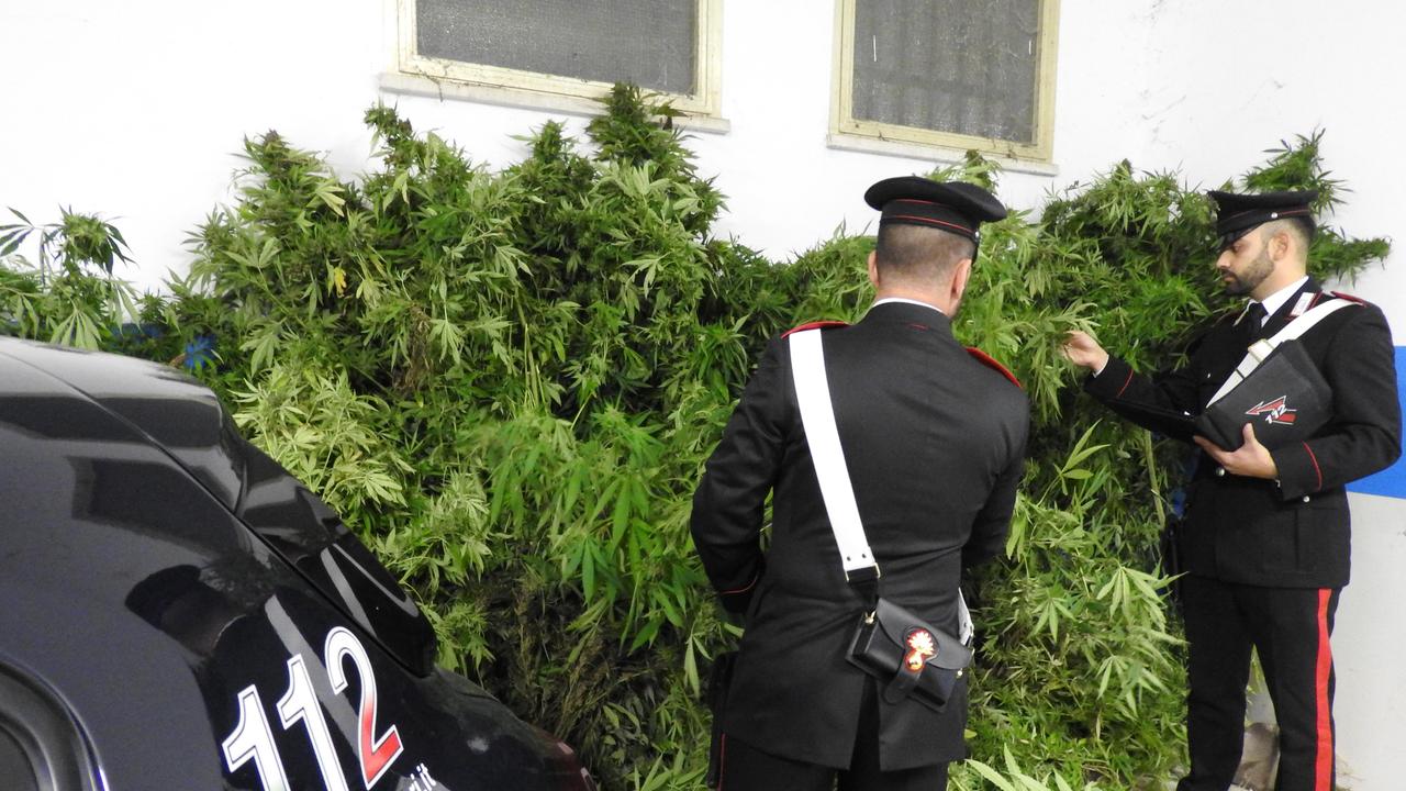 San Giuseppe, piantagione di cannabis: arrestato comacchiese