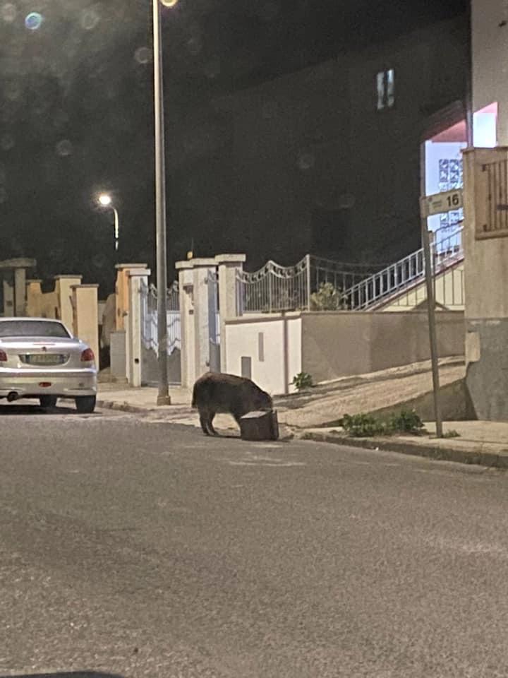 Il cinghiale a Città Nuova cerca cibo in un mastello dell'umido (foto di Elena Fois pubblicata nella pagina Facebook Sei di Nuoro se)