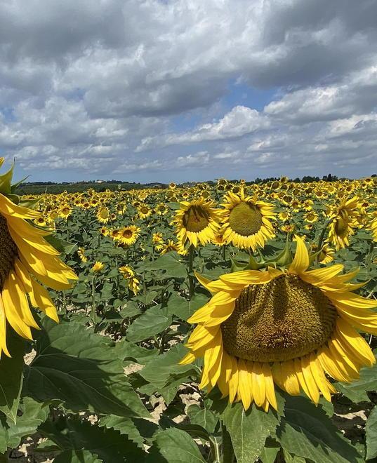 Raccolti di girasoli dimezzati colpa di piccioni e cinghiali 