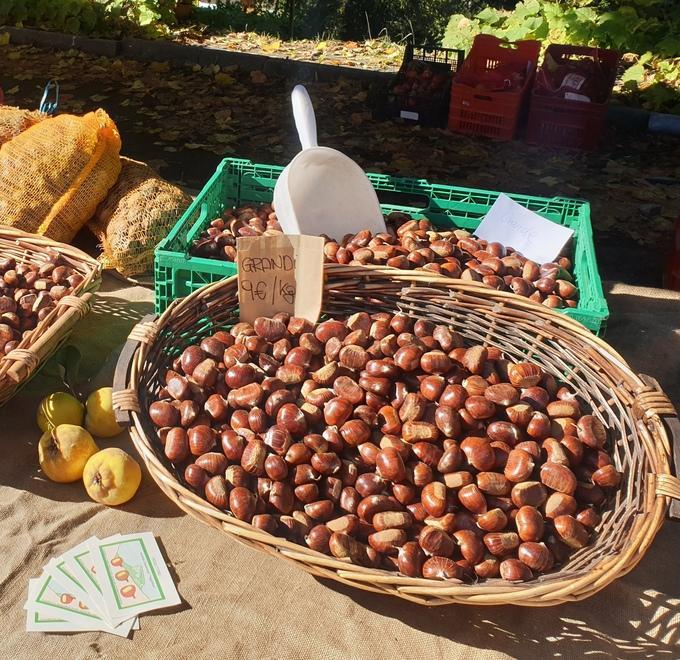 Castagna eccellenza toscana Protocollo per lo sviluppo