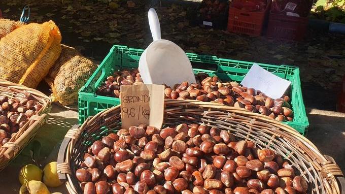 Castagna eccellenza toscana Protocollo per lo sviluppo