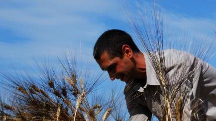 Grano, vola il prezzo ma non per i cerealicoltori