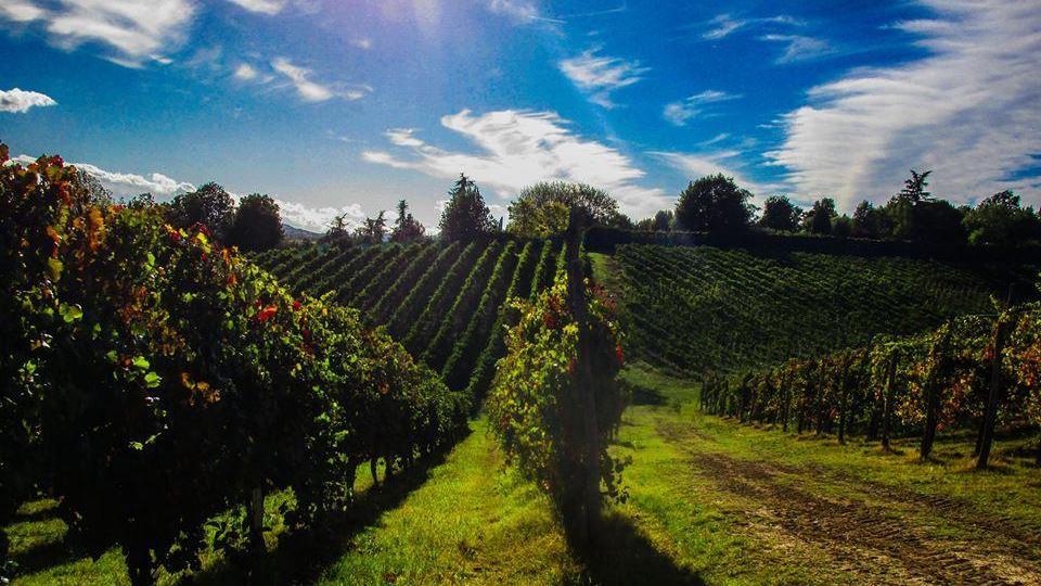 Un vigneto sulle colline modenesi