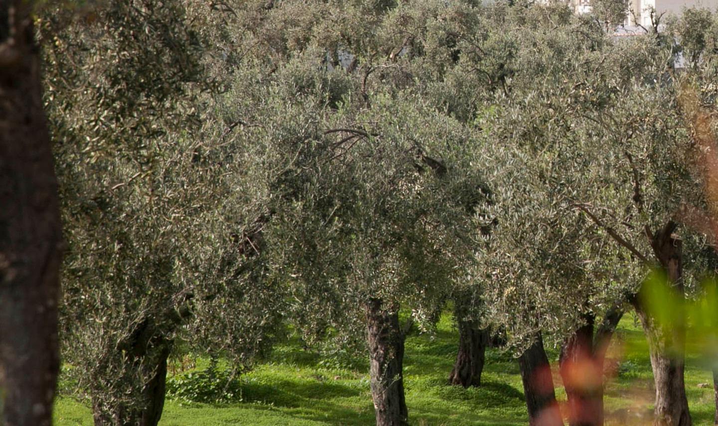 Minacce con la roncola alla sorella: «Chiedevo di dividere il terreno» 