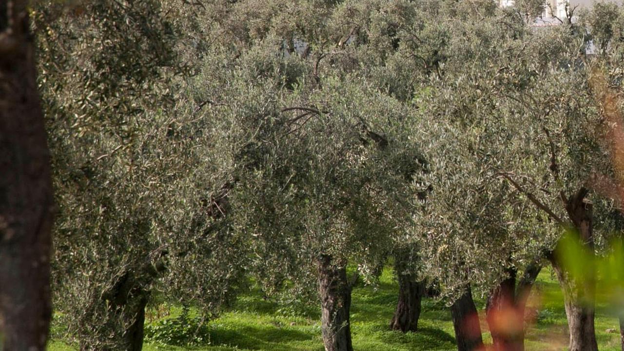 Minacce con la roncola alla sorella: «Chiedevo di dividere il terreno»