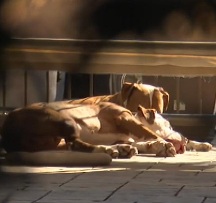 Sassuolo, l'esperta: «Quei cani hanno reagito per proteggere il territorio» 