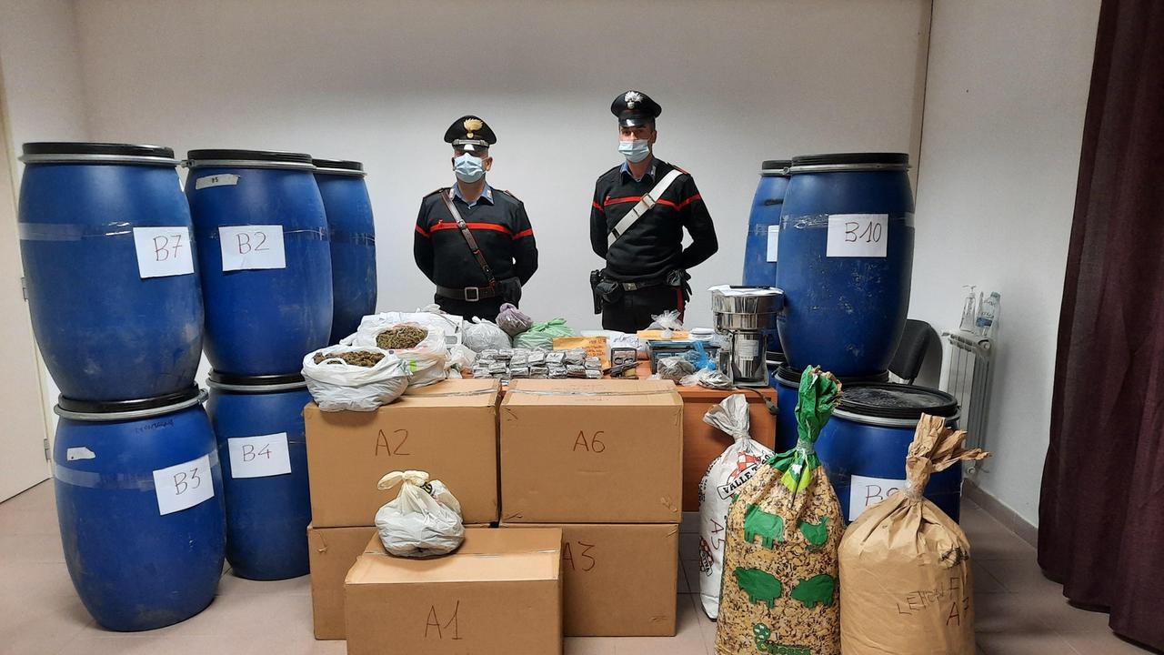 Odore di marijuana in strada a Burgos: i carabinieri scoprono una raffineria con 117 chili di droga