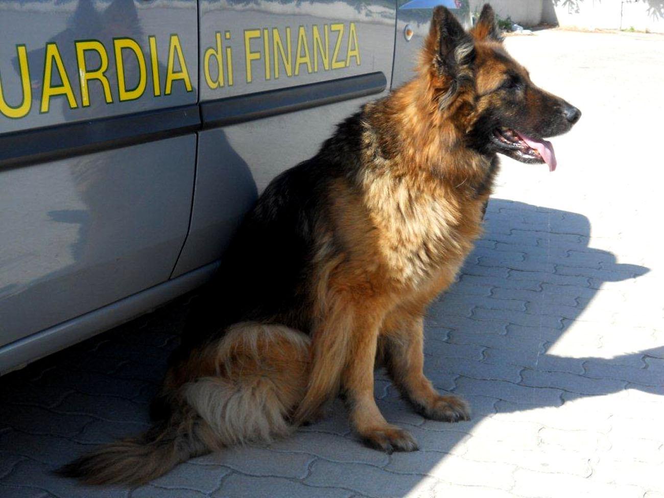 Pacco con 12 chili di marijuana scoperto a Olbia nel deposito di un corriere