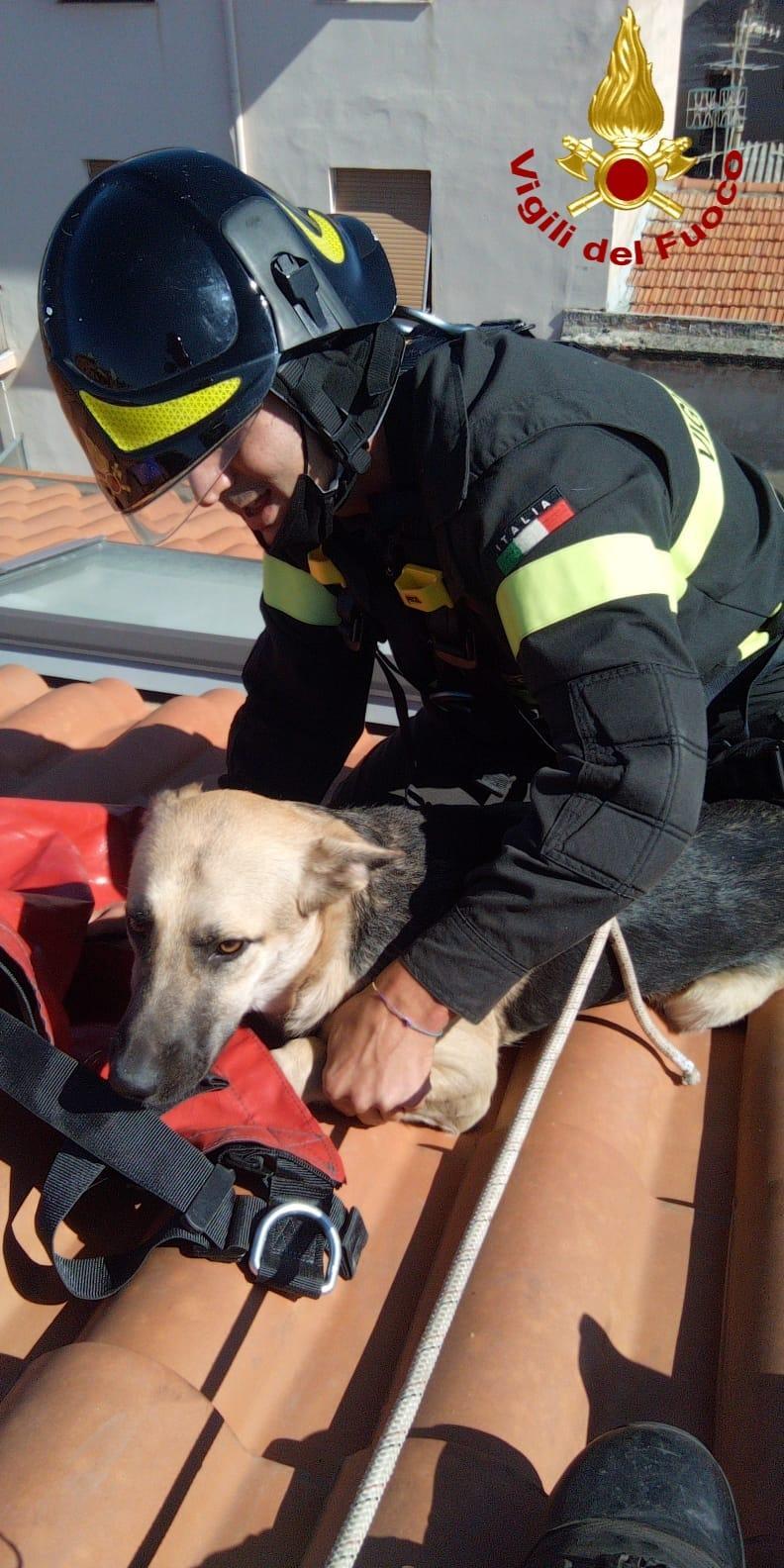 Sassari, cane resta bloccato su un tetto: salvato dai vigili del fuoco
