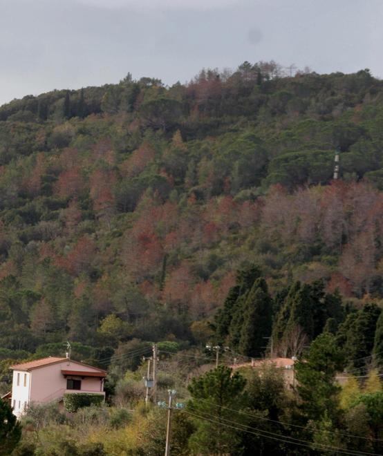 Camminata tra gli olivi sulle colline del Gabbro 