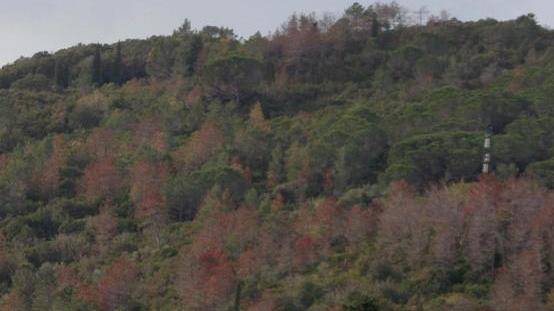 Camminata tra gli olivi sulle colline del Gabbro