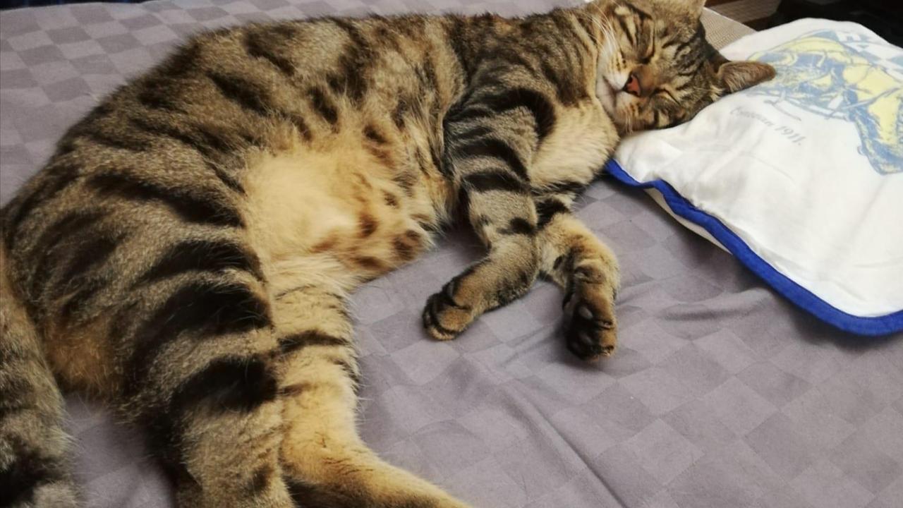 Una bella foto del gatto Bacci scomparso un mese fa. La sua padrona continua a cercarlo